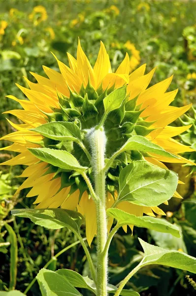 Sunflower from the back — Stock Photo, Image