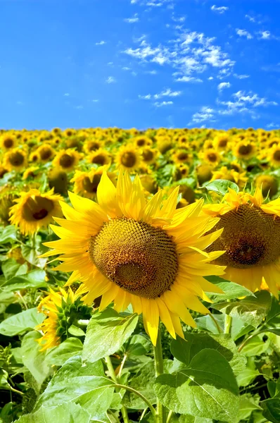 Sunflowers in field — Stock Photo, Image