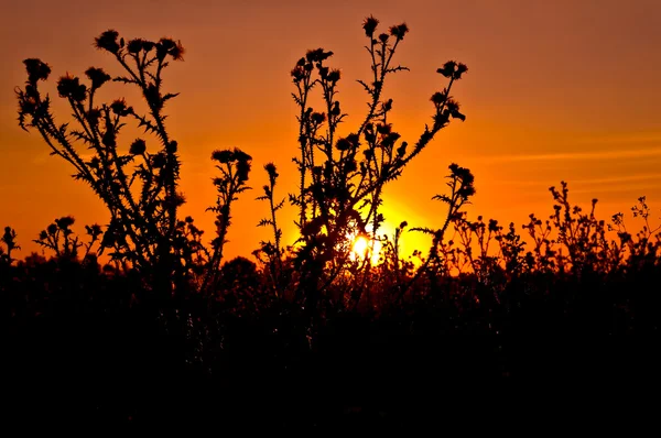 Zachód słońca na tle osty — Zdjęcie stockowe