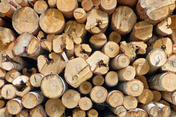 Стопка древесины — стоковое фото