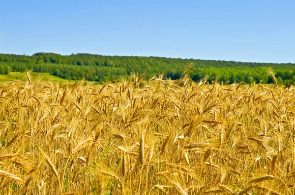 stock image Wheat field with forest