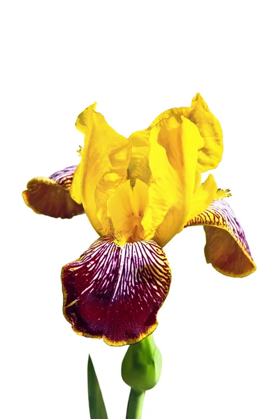 Iris giallo su sfondo bianco — Foto Stock