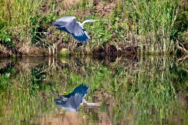 Heron su üstünde.