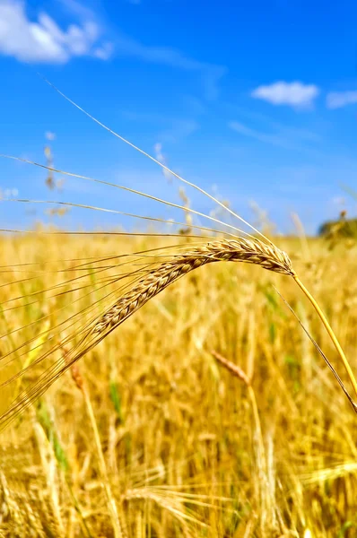 Колос пшеницы на фоне неба — стоковое фото