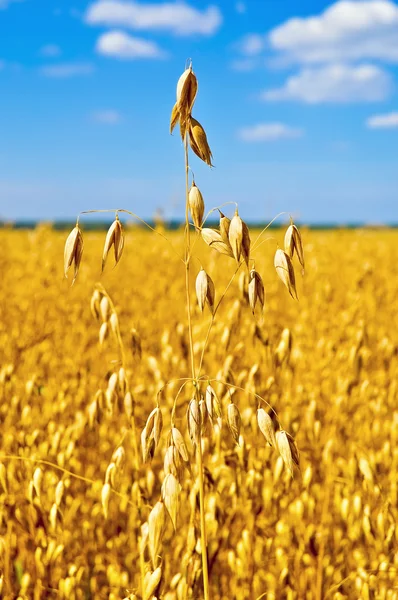 stock image Stem oats in the sky