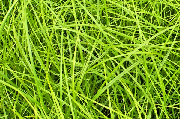 stock image The texture of the green grass