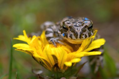 Frog on the flower clipart