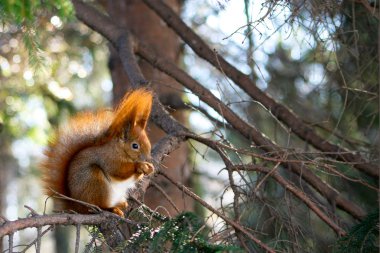 Red Eurasian squirrel clipart