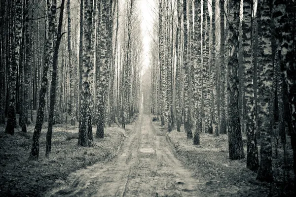 Δάσος σημύδας — Φωτογραφία Αρχείου