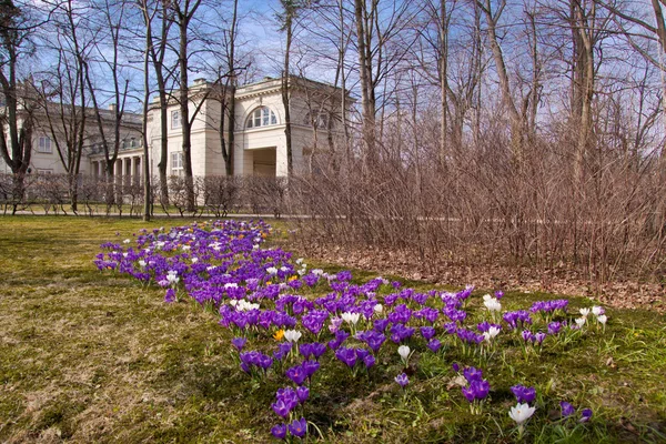 Manojo de cocodrilos violetas en el parque de Varsovia — Foto de Stock