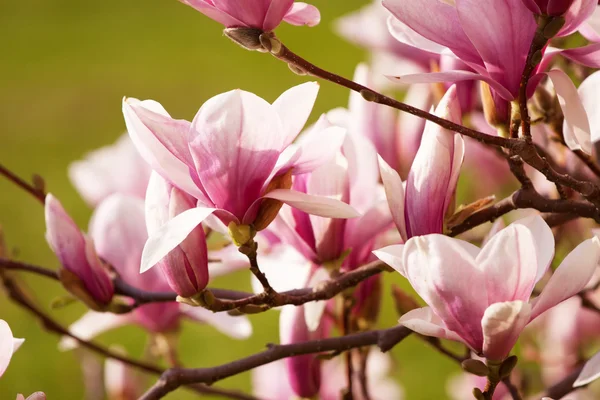 Magnolienblüten — Stockfoto