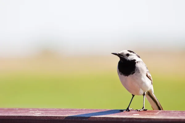 Wagtail ready to fly — Stock Photo, Image