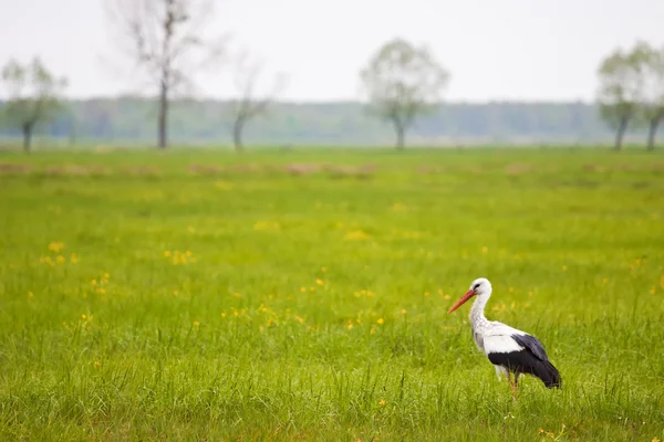 stock image Stork standing in a high grass