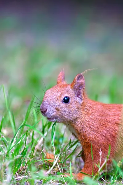 Wiewiórka czerwona zwyczajna — Zdjęcie stockowe