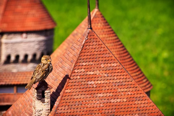 Sparrow na miniaturní Švýcarsko — Stock fotografie