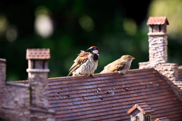 Sparrow na miniaturní Švýcarsko — Stock fotografie
