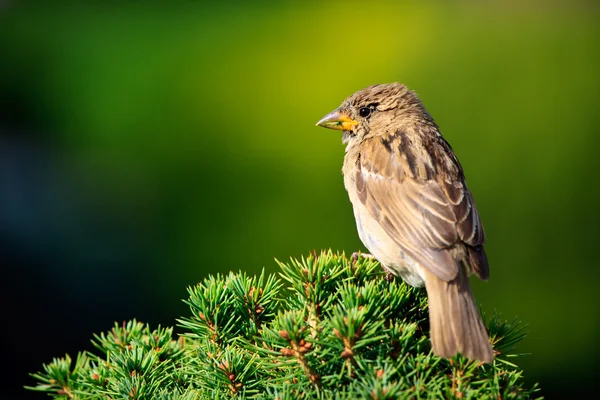 Sparrow in het lugano-park — Stockfoto