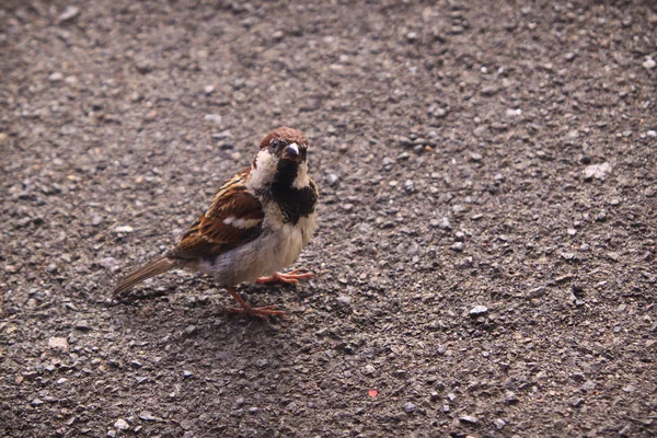 Sparrow in Lugano park — Stockfoto