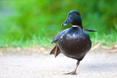 Black mallard duck striking a pose clipart