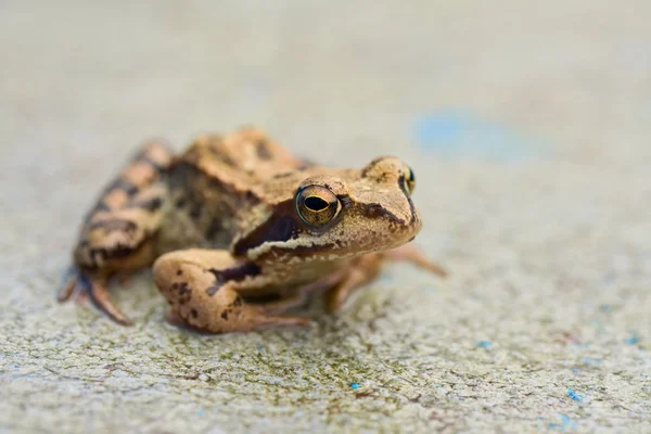 Молодий жаба на бетоні — стокове фото