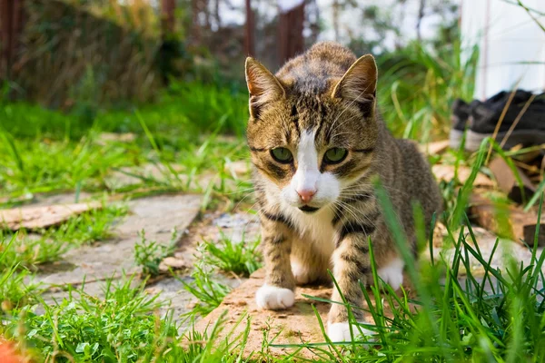 Gato na grama — Fotografia de Stock