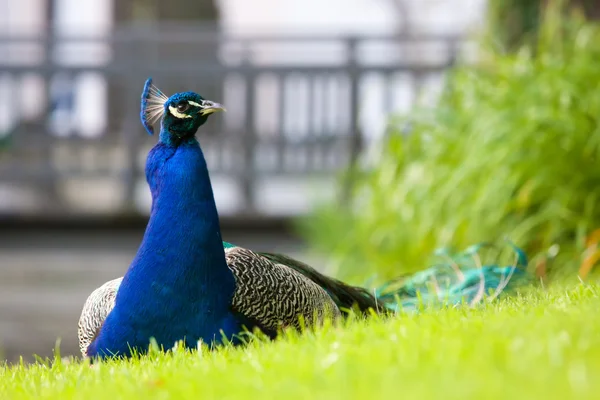 Peacock on a grass — Stock Photo, Image