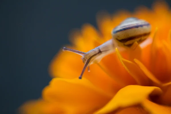 Snail on flower — Stock Photo, Image