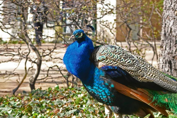 Peacock silhouette — Stock Photo, Image