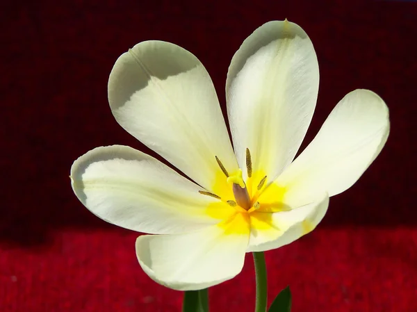 Tulipán amarillo — Foto de Stock