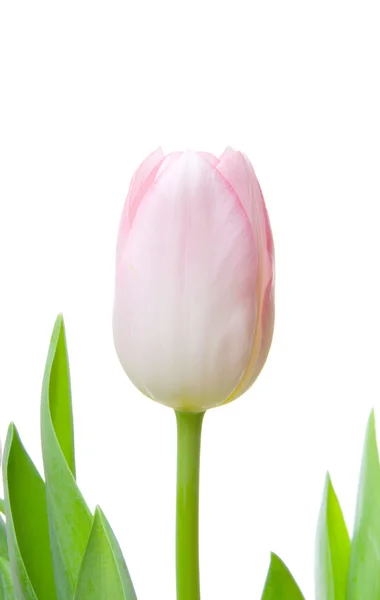 Jeden tulipan — Zdjęcie stockowe
