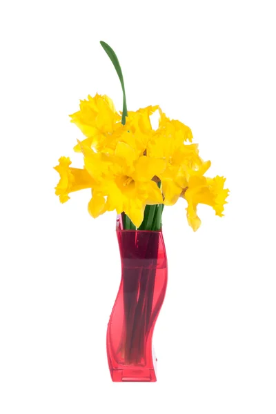 Narcisos amarelos no vaso vermelho — Fotografia de Stock