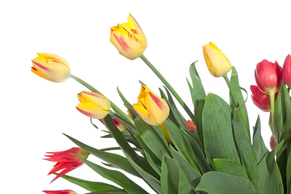 Strauß frischer Tulpen — Stockfoto