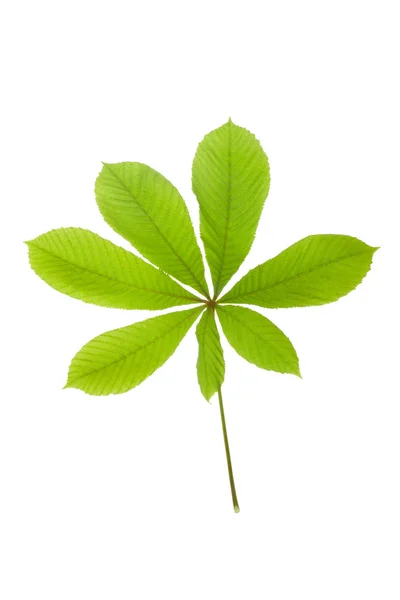 Green leaf chestnut — Stock Photo, Image