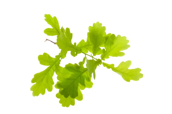 Green oak leaves — Stock Photo, Image