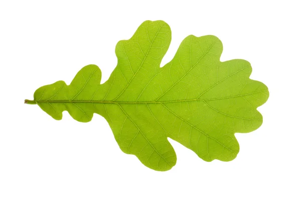 Oak tree leaf — Stock Photo, Image