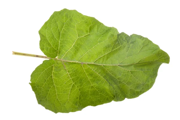Burdock leaf — Stock Photo, Image