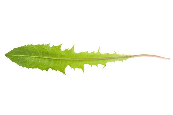 Dandelion leaf — Stock Photo, Image