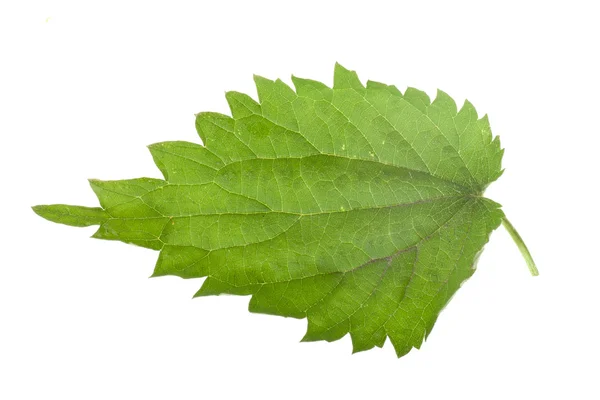 Свіжий зелений лист кропиви — стокове фото