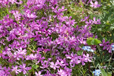 Phlox subulata, bir çiçek yatağı