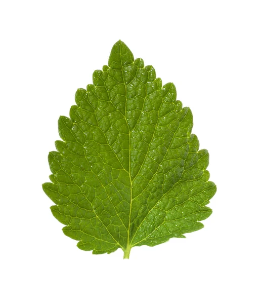 Deadnettle leaf — Stock Photo, Image