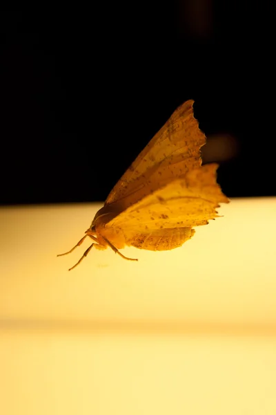 Night butterfly — Stock Photo, Image