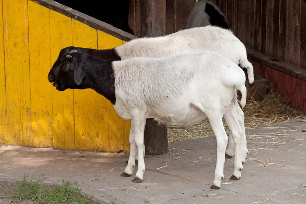 Twee geiten — Stockfoto