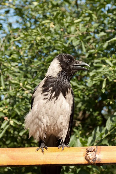 Retrato de un cuervo — Foto de Stock