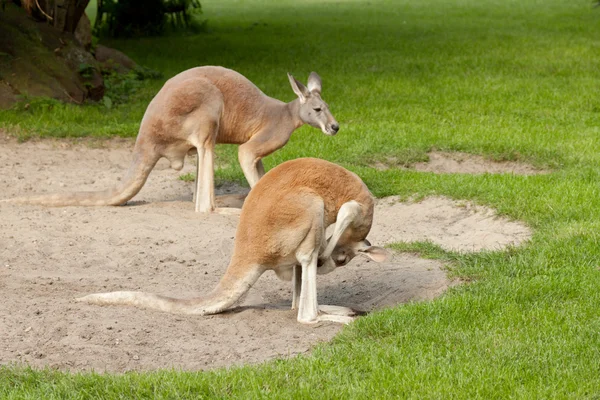 Iki kanguru — Stok fotoğraf