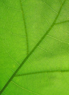 Abstract green leaf closeup texture, nature details. clipart