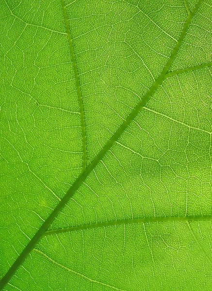 stock image Abstract green leaf closeup texture, nature details.