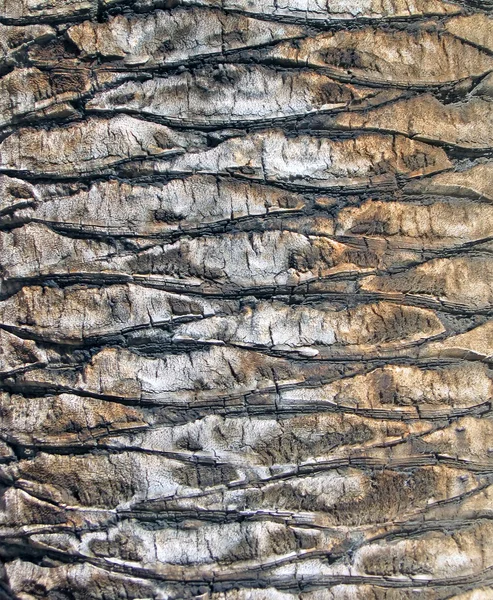Buxbom textur närbild, abstrakt palmtree bakgrund. — Stockfoto