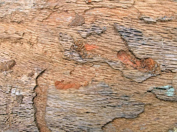 Texture bois gros plan, fond de chêne abstrait . — Photo
