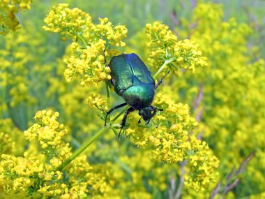 Green dung-beetle on yellow plants,meadow summer details,nature. clipart