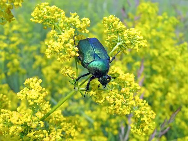 Escarabajo de estiércol verde sobre plantas amarillas, detalles de verano del prado, naturaleza . —  Fotos de Stock